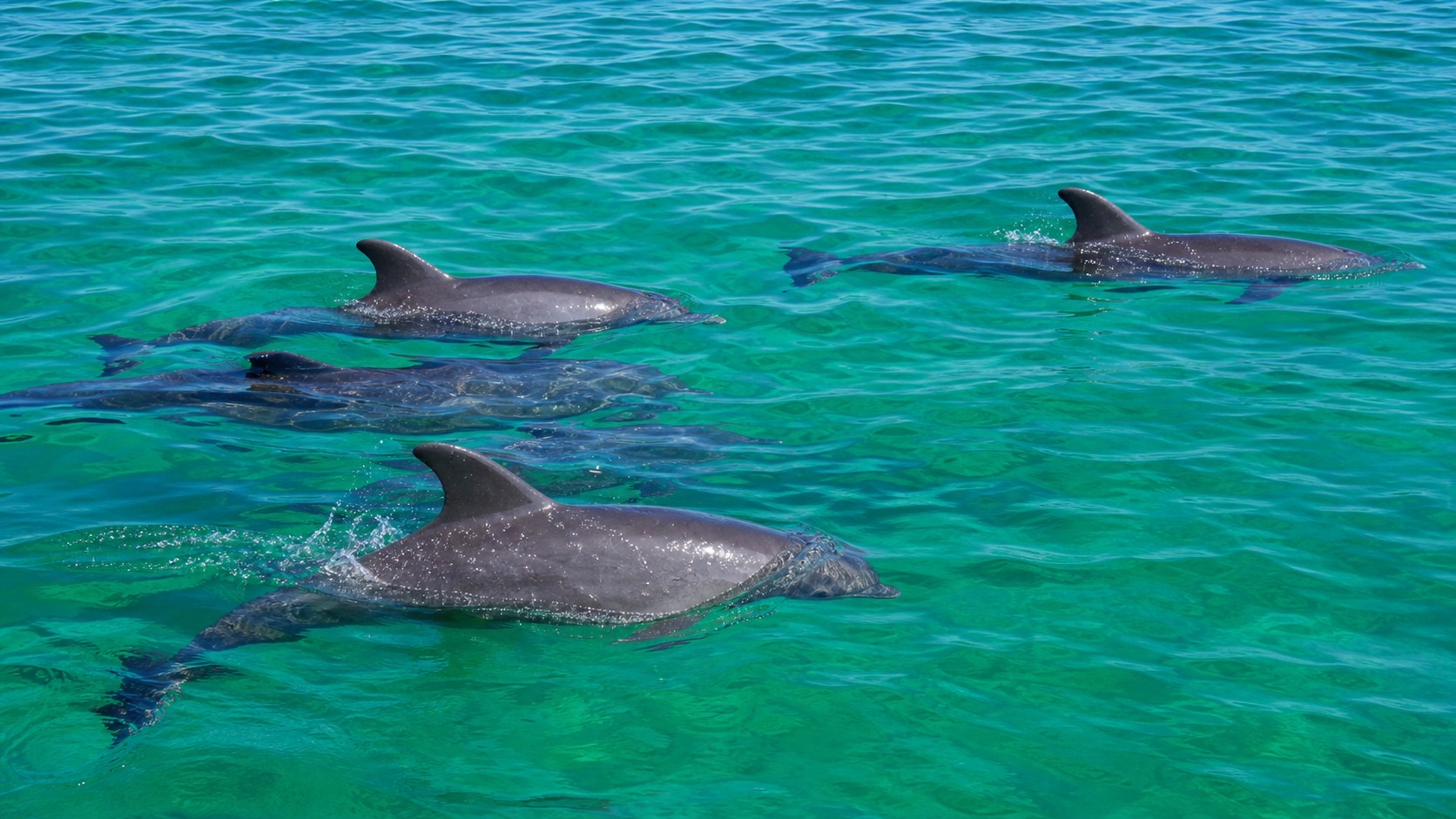 Wild bottlenose dolphins swimming undisturbed in natural emerald waters near Destin Florida viewed from a respectful distance